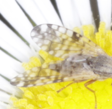 Tephritidae: Dioxyna bidentis, femmina